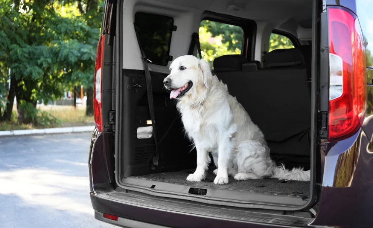 White Dog